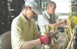 農作物をつくる利用者さんイメージ